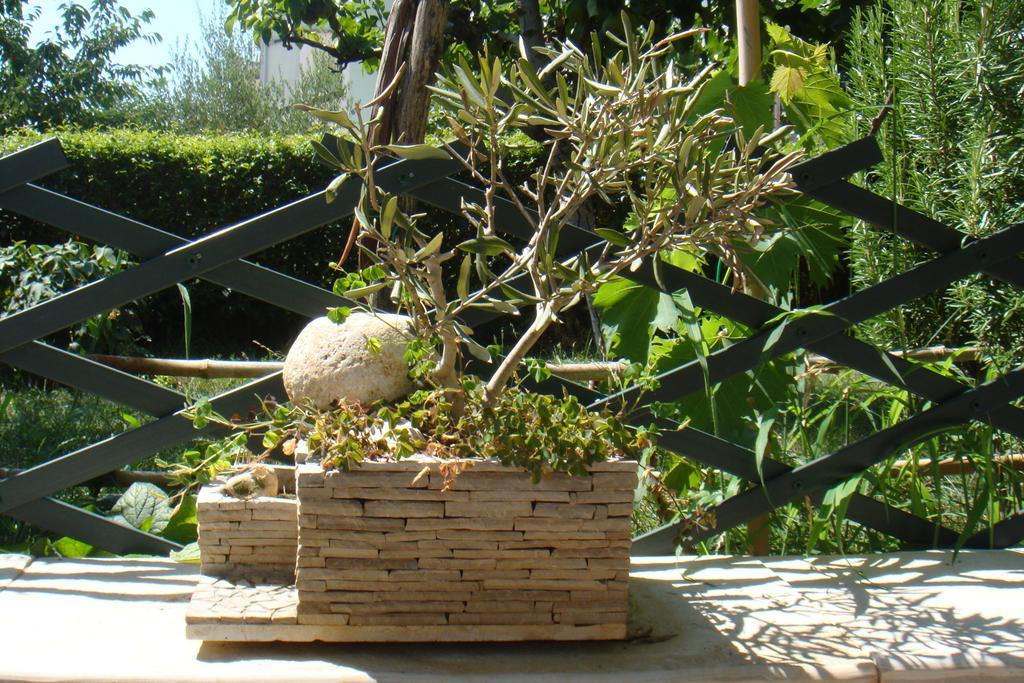 Olea *