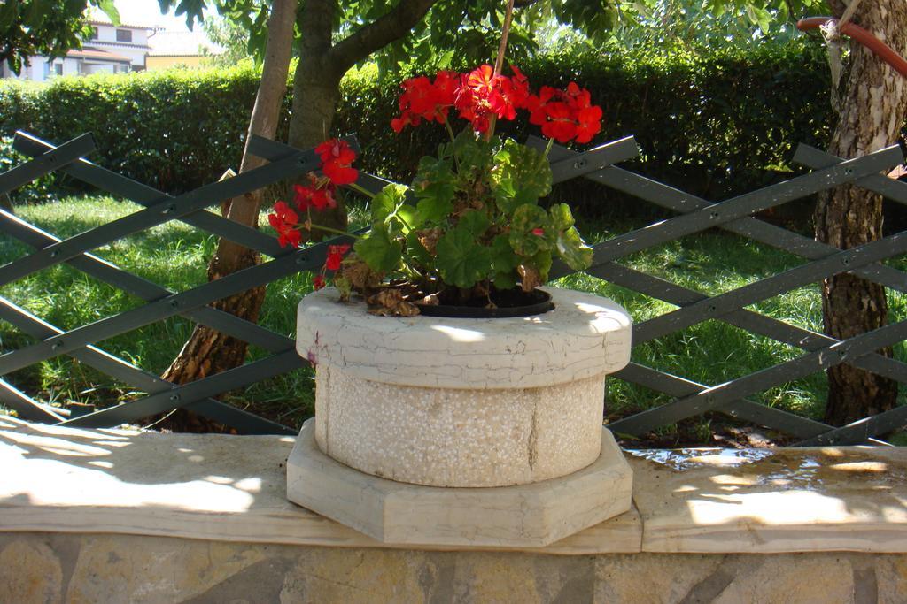 Olea * Porec